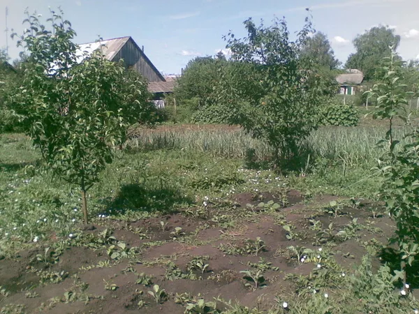 Продам  старый  дом  и 45 соток в деревне у реки в Курской области.